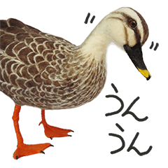[LINEスタンプ] リアルな羊毛フェルトの野鳥たち2