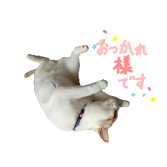 [LINEスタンプ] ねこにこばん part riku