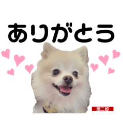 [LINEスタンプ] チワポメスタンプ