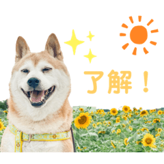 [LINEスタンプ] あいちゃんのスタンプ4