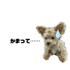 [LINEスタンプ] 柑子木家のお犬様