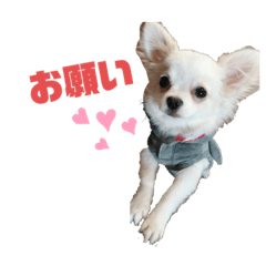 [LINEスタンプ] ジュの気持ち