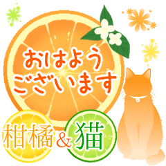 [LINEスタンプ] 【敬語】柑橘系猫の画像（メイン）