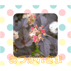 [LINEスタンプ] フラワーシンプルメッセージ