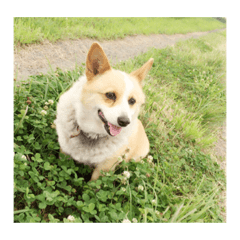 [LINEスタンプ] 可愛いうちのサラ