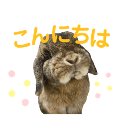 [LINEスタンプ] 愛うさぎ らぶちゃんスタンプvol.3