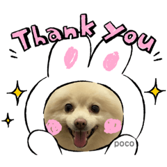 [LINEスタンプ] 愛犬ポコの日常スタンプ2