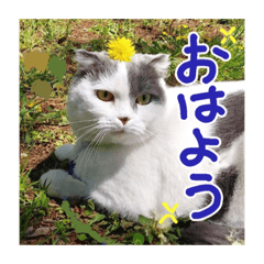 [LINEスタンプ] にゃーこの気まぐれ2