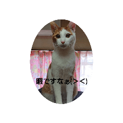 [LINEスタンプ] Rei ペット