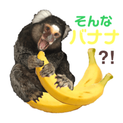 [LINEスタンプ] コモンマーモセットのキーくんです！ver.3