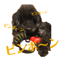 [LINEスタンプ] 陽気なトイプー  三兄弟