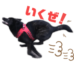 [LINEスタンプ] 甲斐犬 秋月【第2弾】