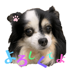 [LINEスタンプ] シナモンちーちゃん