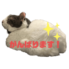 [LINEスタンプ] 我が家のポコ