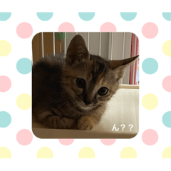 [LINEスタンプ] トラฅ( • ·̫ • ฅ)ネコ用