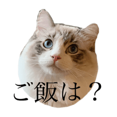 [LINEスタンプ] うちのルークくん。2