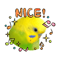 [LINEスタンプ] 愛しのインコファミリー♪