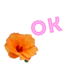 [LINEスタンプ] テンションhighビスカス