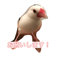 [LINEスタンプ] 文鳥とシーズーの日常2