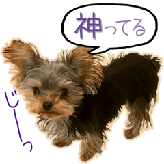 [LINEスタンプ] 極小ヨーキーMONEさんのほっこりスタンプ-1