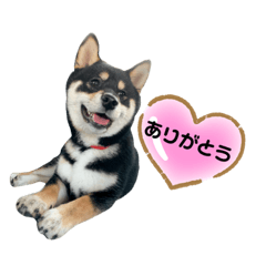[LINEスタンプ] 黒柴ふくさん