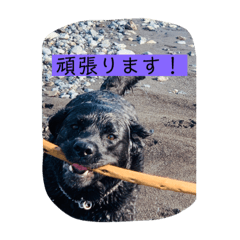 [LINEスタンプ] コンスタンスだよ3