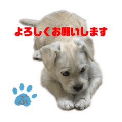 [LINEスタンプ] ペキチワぶんた2