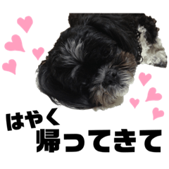 [LINEスタンプ] 柑子木家のお犬様たち