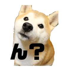 [LINEスタンプ] 犬の名前はカイです