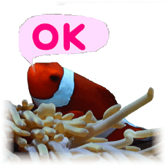 [LINEスタンプ] 慶良間の海の魚たち