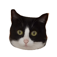 [LINEスタンプ] のこのすたんぷ