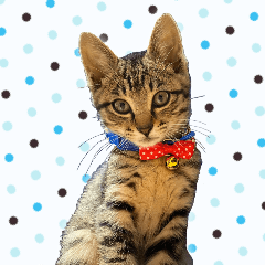 [LINEスタンプ] かわヨな猫ちゃん『くぅ』『みぃ』『ふぅ』