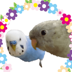 [LINEスタンプ] セキセイインコとサザナミインコ
