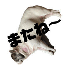 [LINEスタンプ] フレンチブルドッグ／アレク