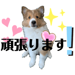 [LINEスタンプ] パピシェル③王子kun[応援編]頑張ろう