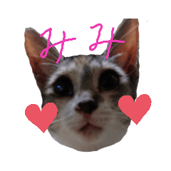 [LINEスタンプ] ねこスタンプ ～みみ～