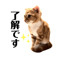 [LINEスタンプ] スコの子猫チャロの日常スタンプ④