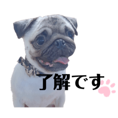 [LINEスタンプ] パグのごまぞうくん
