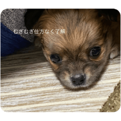 [LINEスタンプ] むぎむぎと申します。