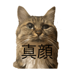 [LINEスタンプ] ネコのどぐやん 2