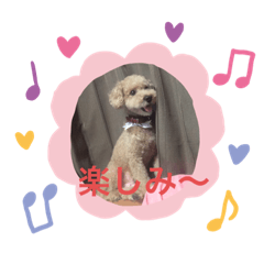 [LINEスタンプ] 愛犬ココちゃんのスタンプ
