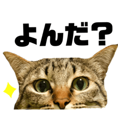 [LINEスタンプ] ちまきとあずき