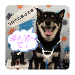 [LINEスタンプ] 黒柴てっちゃん応援団（1）