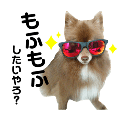 [LINEスタンプ] ポメラニアンのCOCO