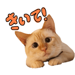 [LINEスタンプ] たいちくんの一言