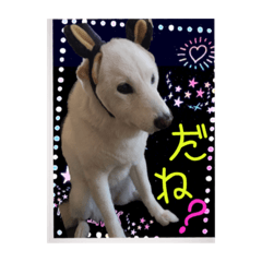 [LINEスタンプ] 白柴こむぎ ゆるいお返事 7