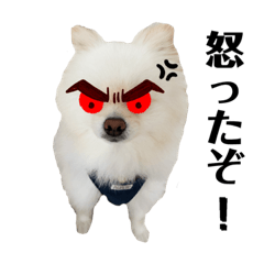 [LINEスタンプ] ポムタイムズ(5)