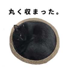 [LINEスタンプ] 黒猫ちゃんスタンプ