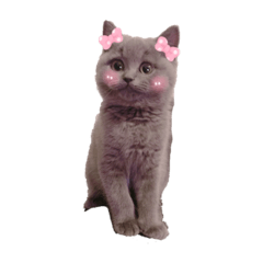 [LINEスタンプ] ただ可愛いコテさん