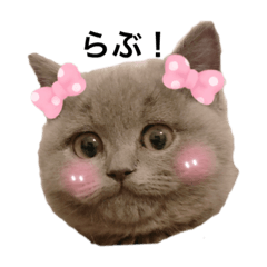 [LINEスタンプ] コテさんの日常会話